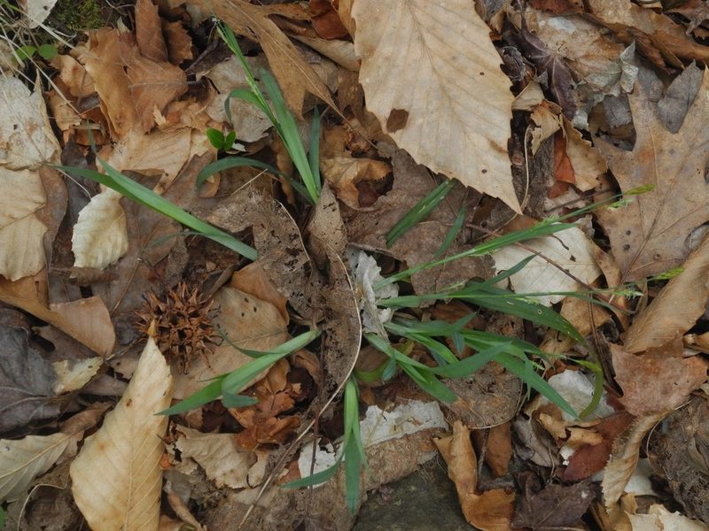 Carex laxiculmis, photographed by Michael J. Papay
