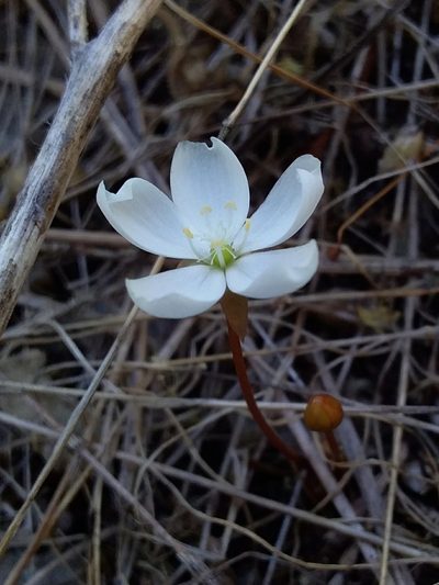 Drosera praefolia, photographed by insiderelic