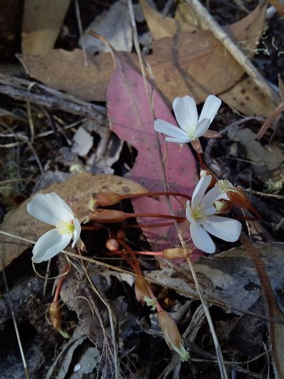 Drosera praefolia, photographed by insiderelic