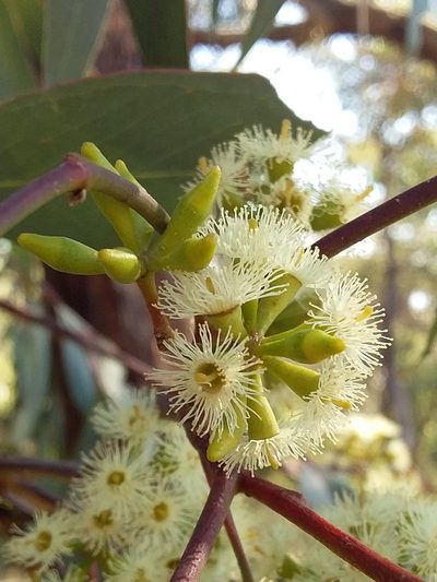 Eucalyptus microcarpa, photographed by insiderelic