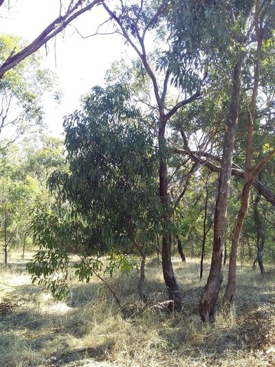 Eucalyptus microcarpa, photographed by insiderelic