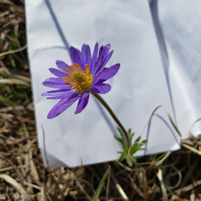 Anemone caroliniana, photographed by Robert Hoard