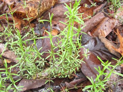 Galium uniflorum, photographed by jfox16