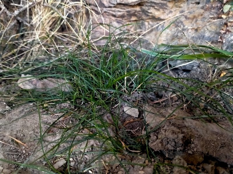 Carex inopinata, photographed by John Barkla