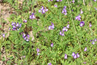 Astragalus leptocarpus, photographed by Rich Sommer
