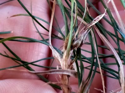 Carex inopinata, photographed by John Barkla