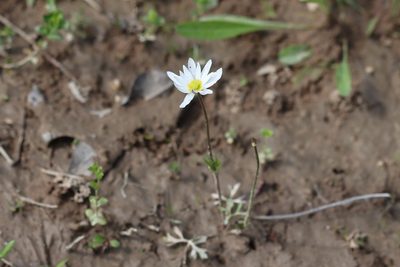 Anemone caroliniana, photographed by Rich Sommer