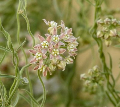 Funastrum hirtellum, photographed by Diana