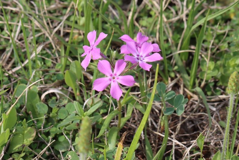 Phlox cuspidata, photographed by Rich Sommer
