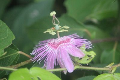 Passiflora rosacea, photographed by Ramon and Suzanne Vargas