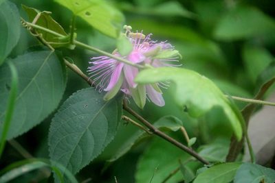 Passiflora rosacea, photographed by Ramon and Suzanne Vargas