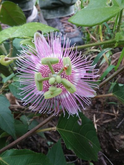 Passiflora rosacea, photographed by Ramon and Suzanne Vargas