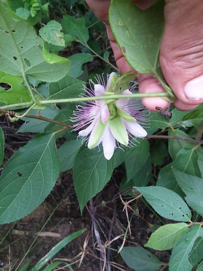 Passiflora rosacea, photographed by Ramon and Suzanne Vargas
