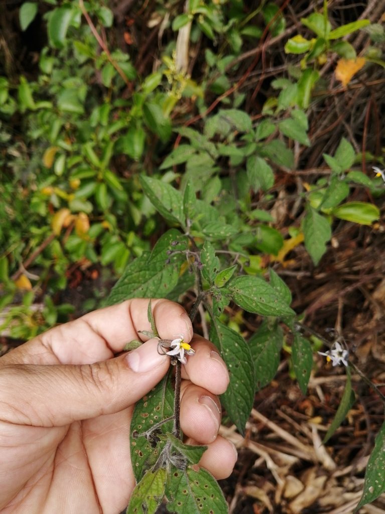 Solanum interandinum, photographed by GERMAN LEONEL SARMIENTO CRUZ