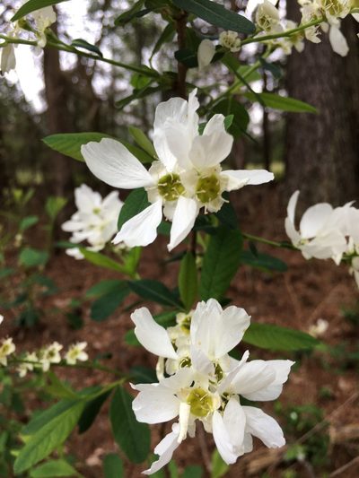 Exochorda racemosa, photographed by Becky Dill