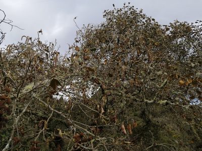 Alnus acuminata, photographed by GERMAN LEONEL SARMIENTO CRUZ