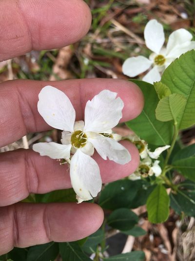 Exochorda racemosa, photographed by Becky Dill
