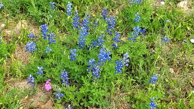 Lupinus subcarnosus, photographed by Wes Copas