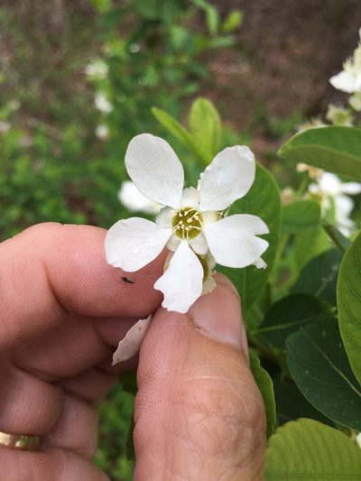 Exochorda racemosa, photographed by Becky Dill