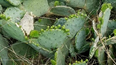 Opuntia lindheimeri, photographed by Wes Copas