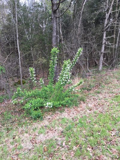Exochorda racemosa, photographed by Becky Dill