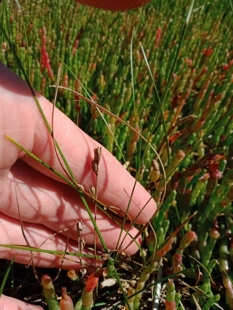Juncus revolutus, photographed by Nina Kerr