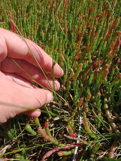 Juncus revolutus, photographed by Nina Kerr