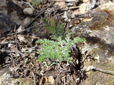 Lomatium foeniculaceum, photographed by Thomas Koffel