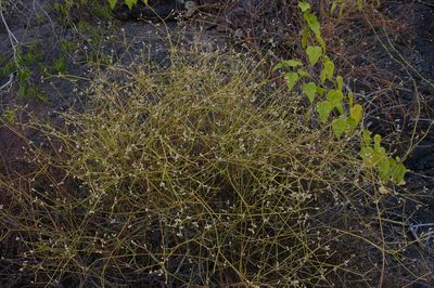 Alternanthera filifolia, photographed by Don Johnston