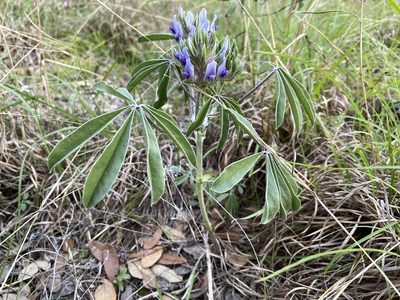 Pediomelum latestipulatum, photographed by Reid Hardin