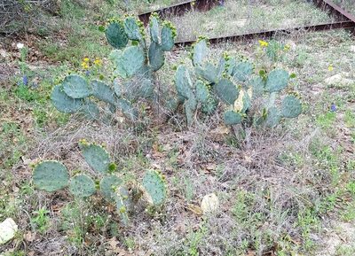 Opuntia lindheimeri, photographed by Wes Copas