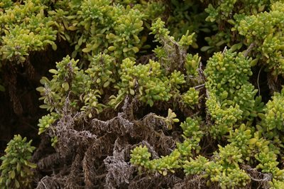 Nolana galapagensis, photographed by Don Johnston
