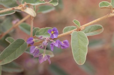 Seringia nephrosperma, photographed by Kym Nicolson