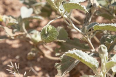 Sida platycalyx, photographed by Kym Nicolson
