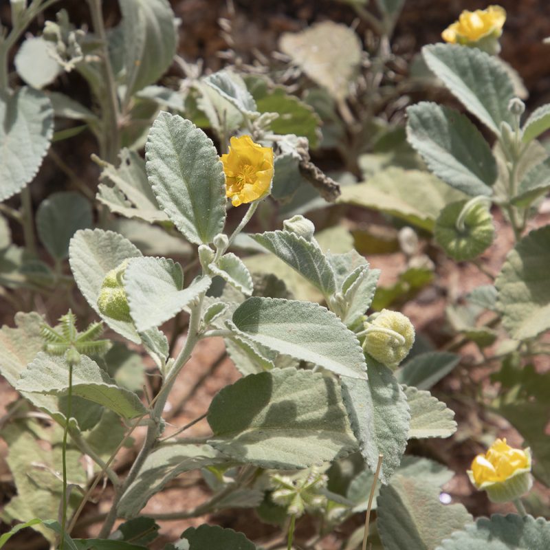 Sida platycalyx, photographed by Kym Nicolson