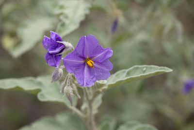 Solanum succosum, photographed by Kym Nicolson