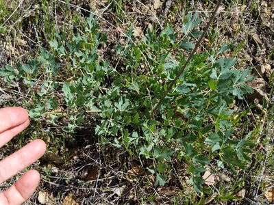 Lomatium californicum, photographed by Ken-ichi Ueda