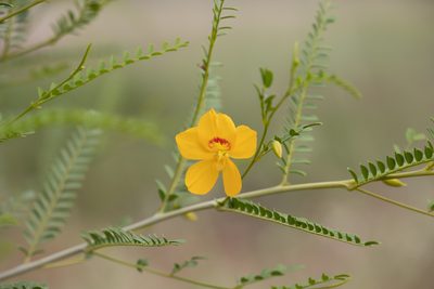 Petalostylis cassioides, photographed by Kym Nicolson