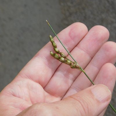 Juncus imbricatus, photographed by Stephen Thorpe