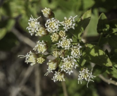 Ageratina herbacea, photographed by Craig Martin