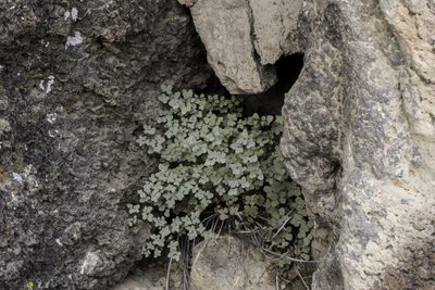 Argyrochosma fendleri, photographed by Craig Martin