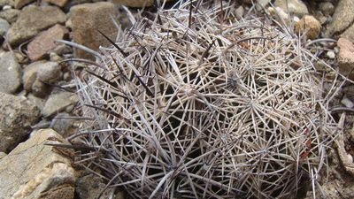 Coryphantha pseudonickelsiae, photographed by Alejandro Sigala Chávez