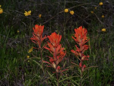 Castilleja lindheimeri, photographed by Michelle W. （鍾偉瑋）