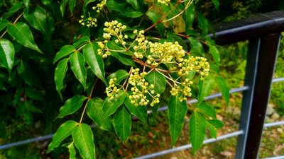 Staphylea japonica, photographed by 林嘉恩