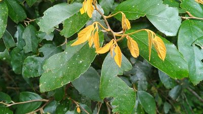 Styrax suberifolius, photographed by 林嘉恩