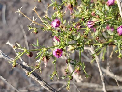 Zygophyllum laeve, photographed by Bob Miller