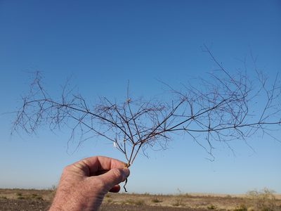 Eriogonum trichopes, photographed by Bob Miller