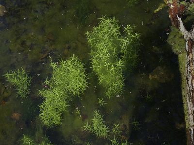 Callitriche heterophylla, photographed by Michelle W. （鍾偉瑋）