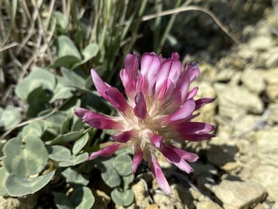 Trifolium owyheense, photographed by Matt Berger