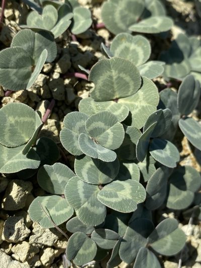 Trifolium owyheense, photographed by Matt Berger